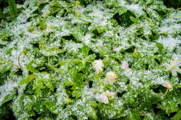 Fototapeta na wymiar Green plants leaves under snow up closeup