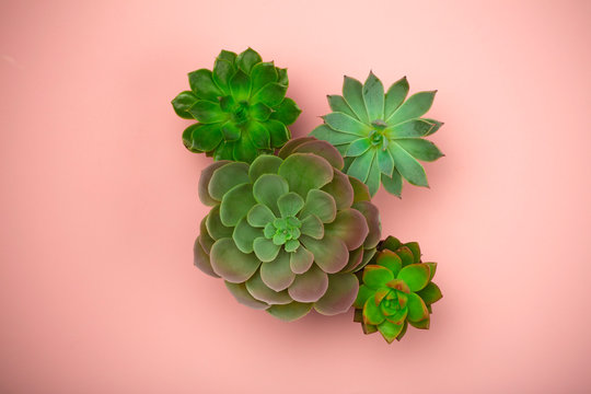 Succulent Plant Background. Home Plants Cactus On A Pink Background. Lifestyle And Flatlay Concept, Copy Space