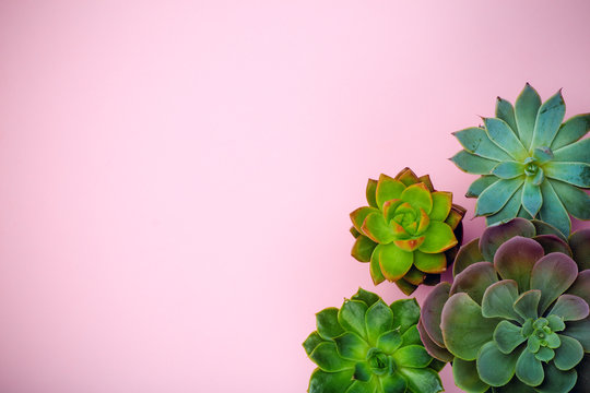 Succulent Plant Background. Home Plants Cactus On A Pink Background. Lifestyle And Flatlay Concept, Copy Space