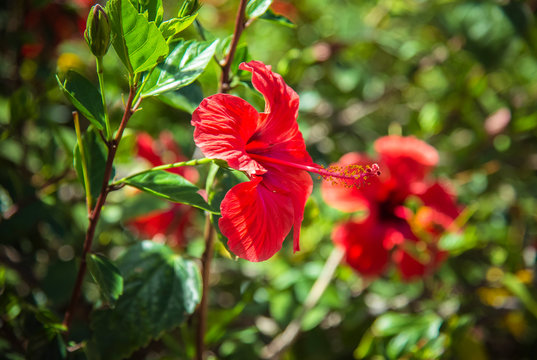 Beautiful red hibiscus flowers