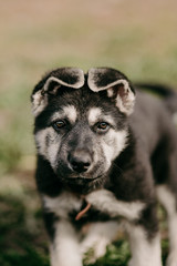 Eastern European shepherd puppy on the street