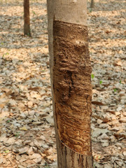 Mark of rubber tapping on a rubber tree (Hevea brasiliensis) in rubber plantation