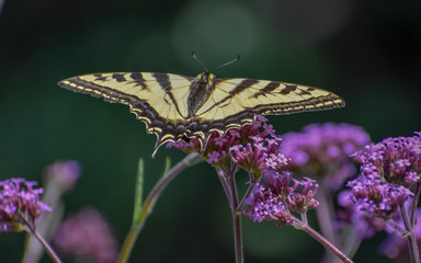 Swallowtail butterfly seated on a purple verbena bonariensis flower.