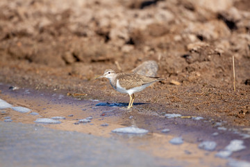 Bataklıkta yiyecek arayan ortak Sandpiper, (Actitis hypoleucos)