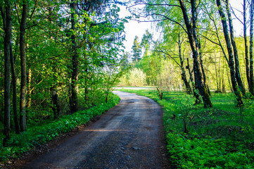 Fototapeta na wymiar Country road near near the forest in the evening at sunset