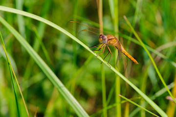 Colorful Dragonfly resting on a twig with blurred green nature background