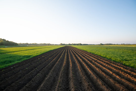 Grządki ziemniak&oacute;w