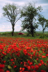 Red poppies field and old vintage car, nature floral landscape