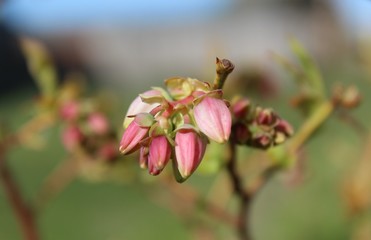 Blueberry's tiny flowers bloom in spring