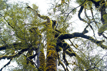 Fototapeta premium Kauri Bäume - Märchenwald in Neuseeland, fließendes Wasser