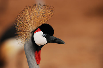 Fototapeta premium grey crowned crane