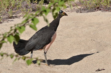 Macrocephalon Maleo Bird