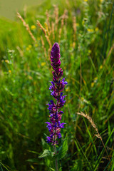 plant covered with purple flowers in a meadow in the morning. Spring season.