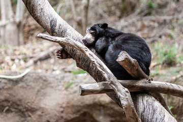 Sloth bear (Melursus ursinus)