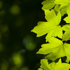 Green foliage of maple on a dark background in the forest on a sunny day.