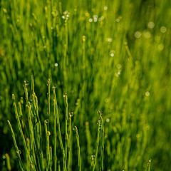 Drops of morning dew on the stems of a horsetail plant in a meadow.