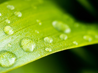 Water drops on a green leaf. Dew in the morning. Wide leaf of the plant.