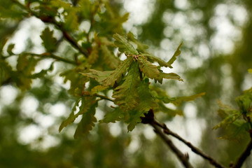 green leaves in spring