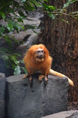 Golden lion tamarin (Leontopithecus rosalia)