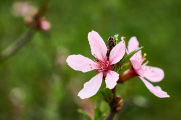 pink magnolia flower