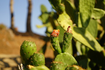 cactus con telaraña y flores