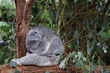 A cute koala in Australia