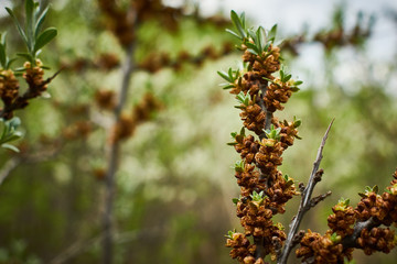 close up of pine cones