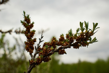 spring tree branches