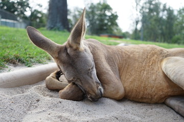 A happy, western gray kangaroo Macropus fuliginosus, subspecies Kangaroo Island kangaroo.