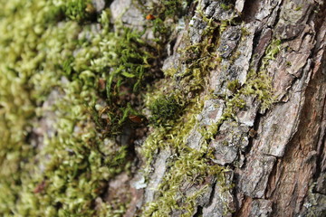Moss grows on the trunk of a pear tree