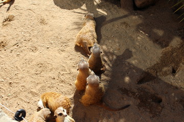 meerkats queuing at the supermarket