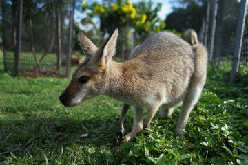 Naklejka na ściany i meble A happy, western gray kangaroo Macropus fuliginosus, subspecies Kangaroo Island kangaroo. 