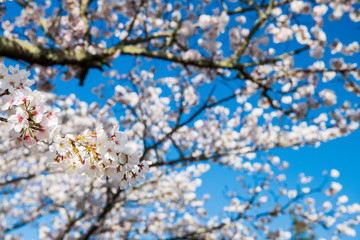 宇佐神宮で見つけた満開の桜（大分県）