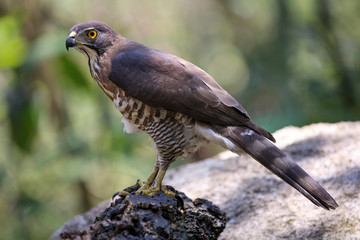 Crested Goshawk with yellow or orange eyes Occipital crest Gray head, gray-brown body, white neck, central line, black neck With a faded mustache band The chest is large.