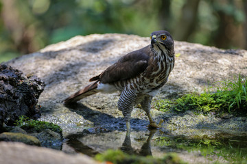 Crested Goshawk with yellow or orange eyes Occipital crest Gray head, gray-brown body, white neck, central line, black neck With a faded mustache band The chest is large.