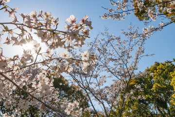 宇佐神宮で見つけた満開の桜（大分県）