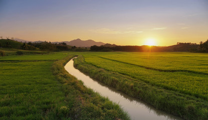 Fototapeta na wymiar the beautiful sun rises in the rice fields