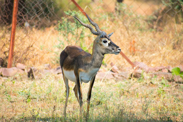 Indian Male  blackbuck, also known as the Indian antelope