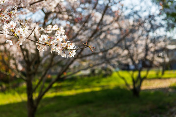 宇佐神宮で見つけた満開の桜（大分県）