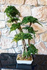 Fototapeta na wymiar bonsai 