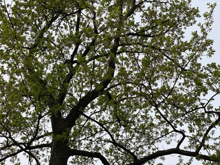 Fototapeta premium tree branches against blue sky