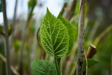 close up of green leaves