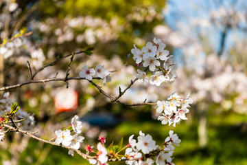 宇佐神宮で見つけた満開の桜（大分県）