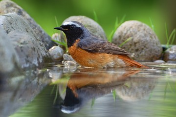 Common Redstart (Phoenicurus phoenicurus) male in the water of bird's watering hole. Reflection in water.  Czechia. Europe.