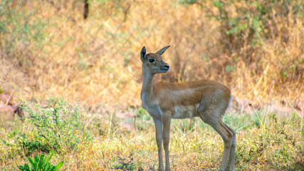 Indian Male  blackbuck, also known as the Indian antelope