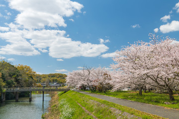 Fototapeta na wymiar 青空の宇佐神宮で見つけた満開の桜【大分県】