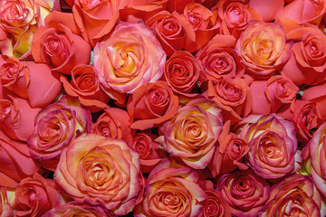 Fototapeta premium Background of beautiful flowers. rosebud. Design. Сlose up.