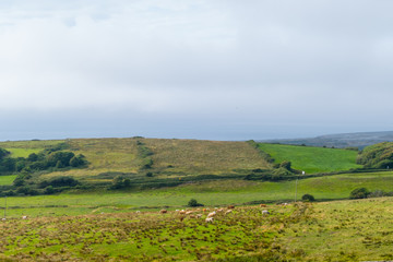 Rural Landscape with Cows Ireland 