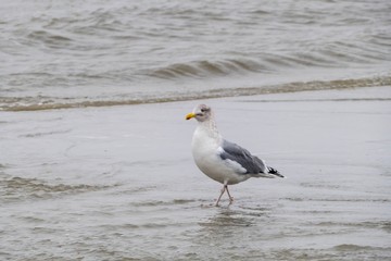Seagull on the Beach