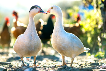 Ducks feed on traditional rural barnyard. Detail of a duck head. Close up of waterbird standing on barn yard. Free range poultry farming concept.